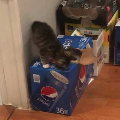 Does this count? From when we had foster kittens and kept separate from dogs. We called it cat TV.