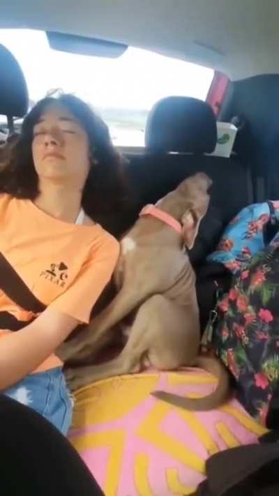 Doggo asleep