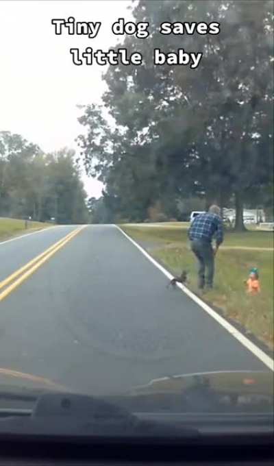 Tiny dog saving this baby.