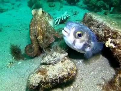 🔥 Puffer fish and octopus crossing paths