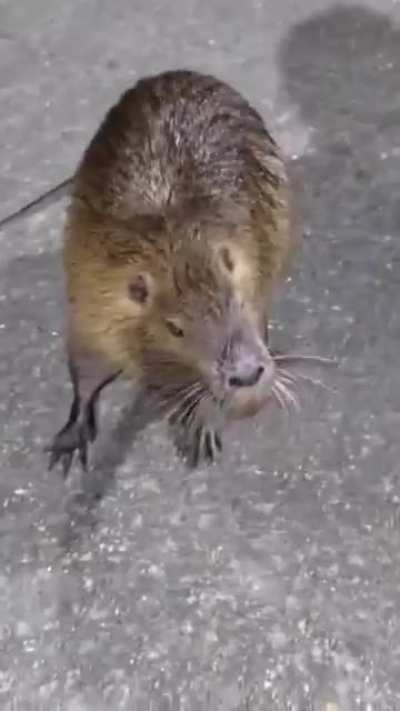 Animal