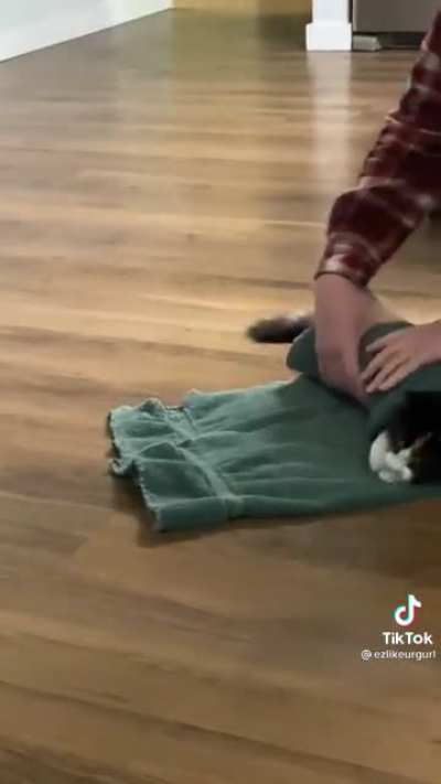 This is my life meow. Rolled into a purrito.