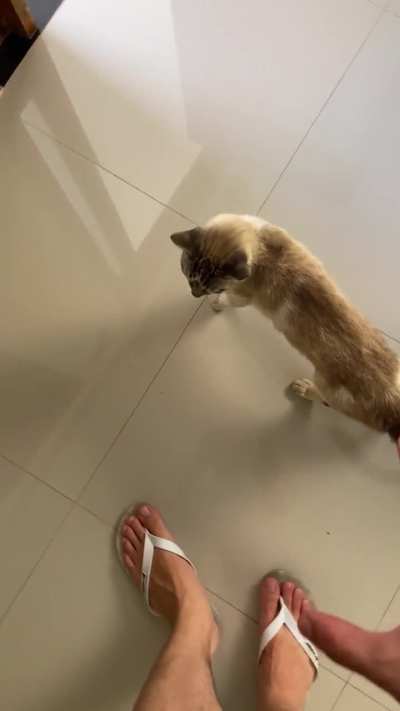 me vingando do meu gato mordedor de canela