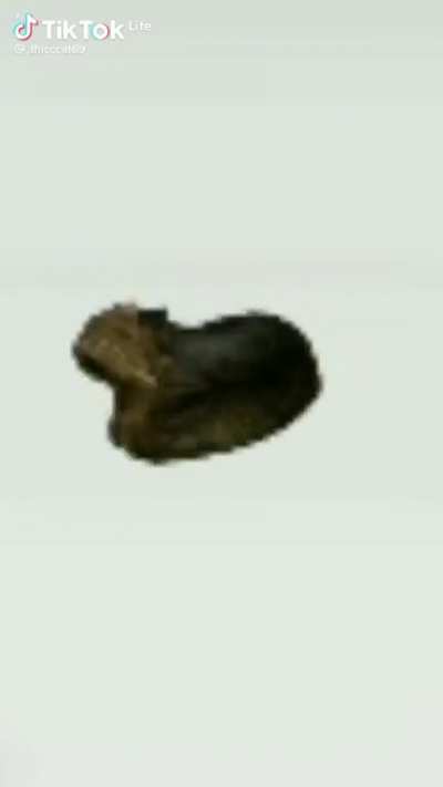 Low Quality Cat