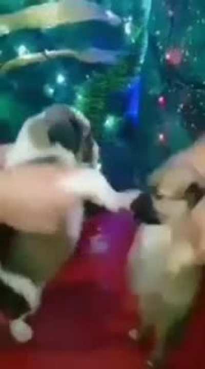 No s&eacute; que publicar pero mira, unos perritos bailando