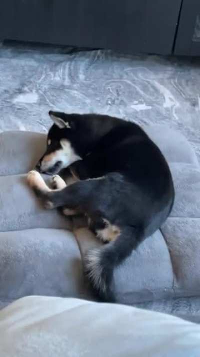 Dreamy puppy