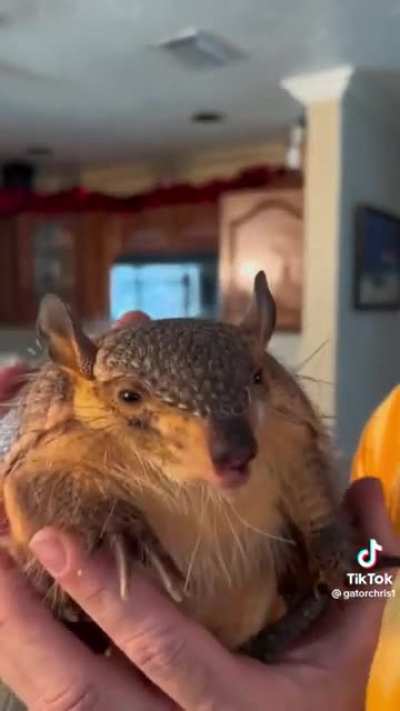 armadillo