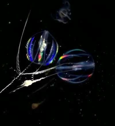 🔥 Luminous Scalloped Jellyfish.