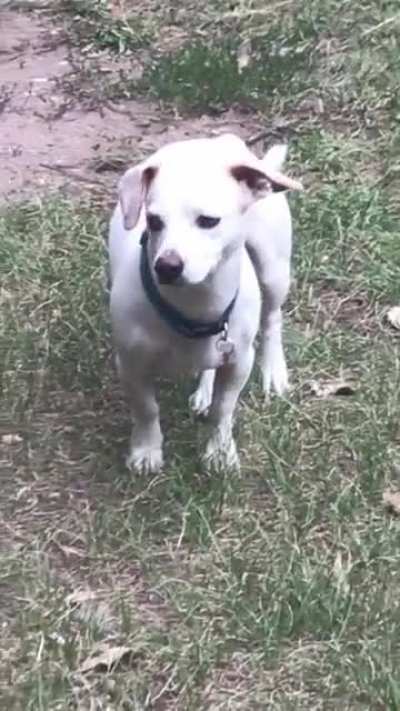 Don&rsquo;t trust ghost dog