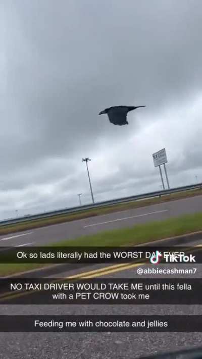 Pet crow?
