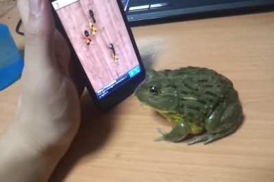 Bull frog plays Ant Crusher