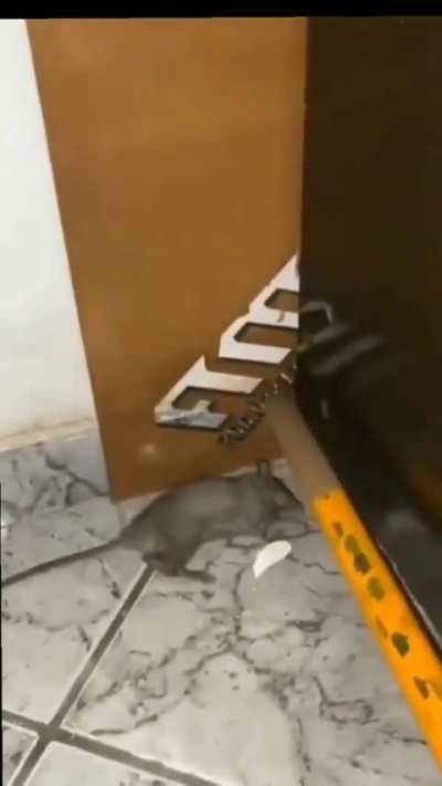 O rato t&aacute; vivo