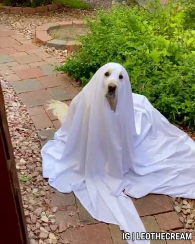 beware of the *ghost