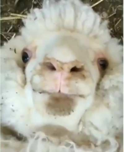 Guten Morgen [: