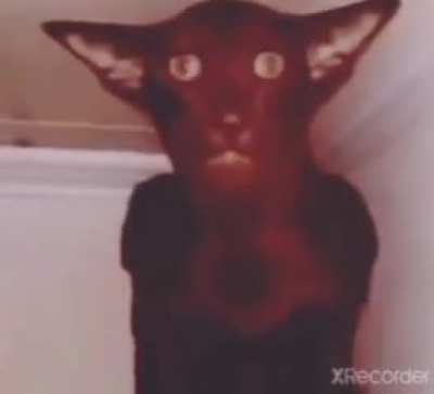 cursed_misha