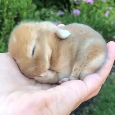 Bunny bleach