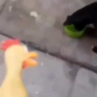 Woof 