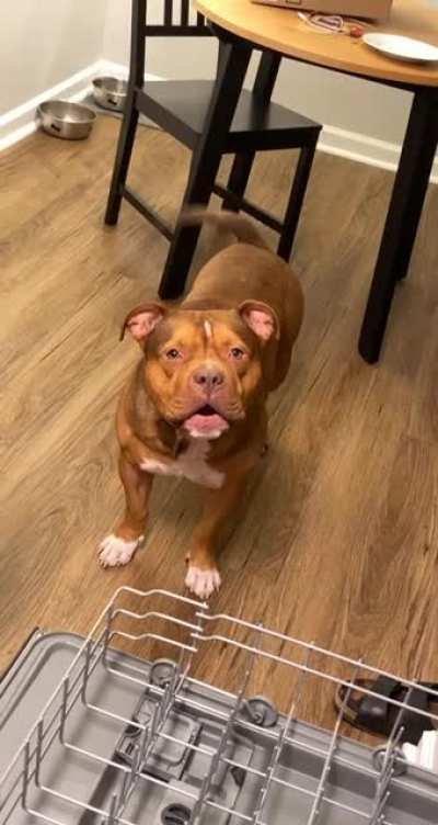 He makes this demonic sound anytime the dishwasher is opened