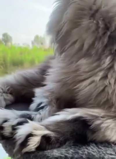 Look at this cat!