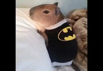 3D capybaras