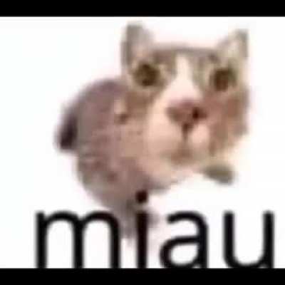 miau (EXTREME VOLUME WARNING)