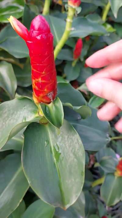 Indian Head Ginger