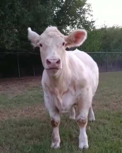 What a beautiful cow 🥰
