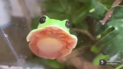 How a tree frog settles down, he&rsquo;s a suction cup lol