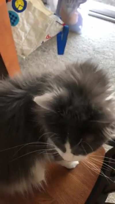 My fluff ball yelling because I&rsquo;m making breakfast