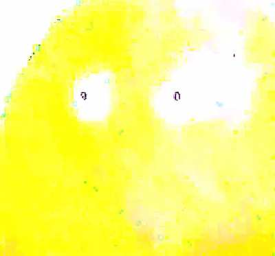 H A M P T E R