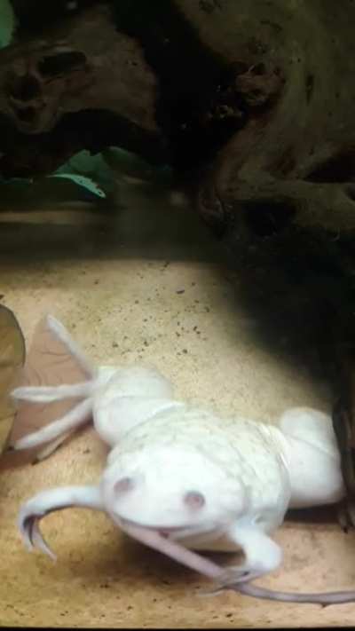 1 of my frogs eating a worm. ( requested )