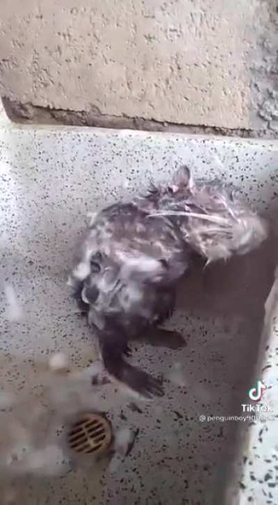 Getting cleaner than some people. Self care is important, no matter the species.