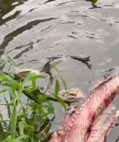 Baby gator testing out a deathroll
