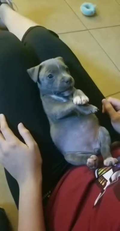 Pupper scream