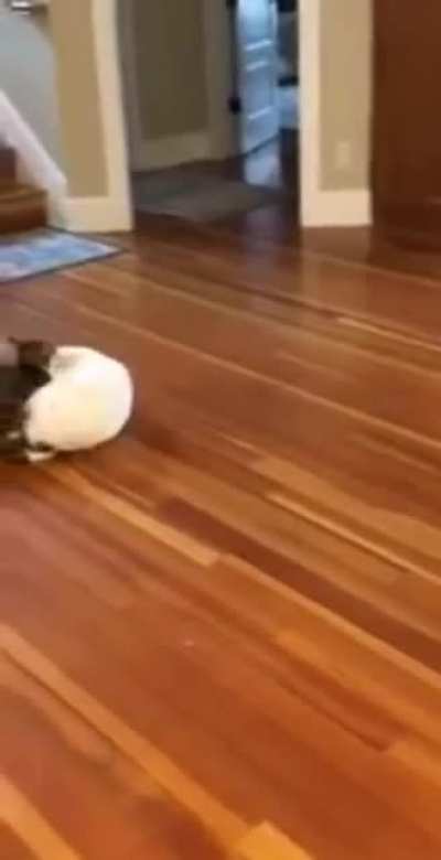 Weaponized chonk