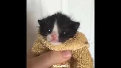 Catgrips