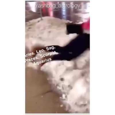HMC Snow diving