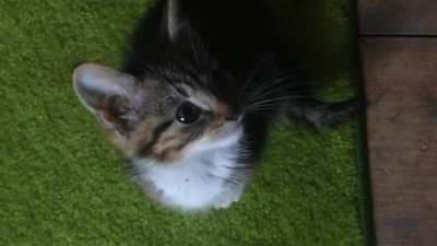 He did his first &ldquo;meow&rdquo; with us today