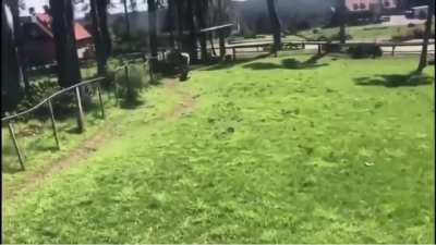 Drunk dude sprints through Ostrich enclosure.