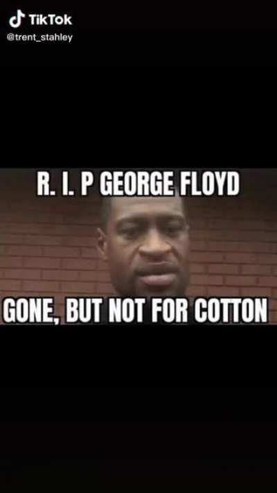 Gorge fly