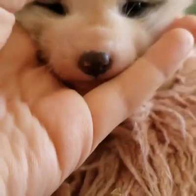 Rhea the fox, from Yuna the Fox's facebook page.