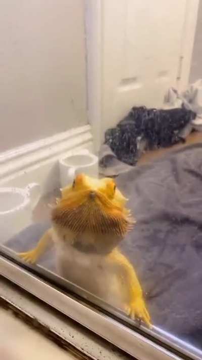 Omg #beardeddragon #lizards #funny