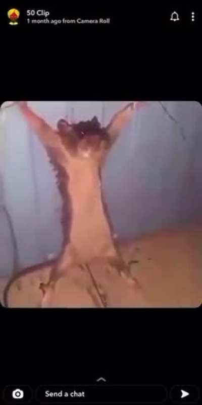 Rat rule