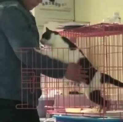 "No food, just want a cuddle hooman."