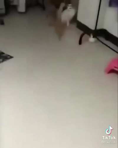 catJam