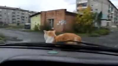 Cat chillin rule