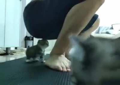 Meow