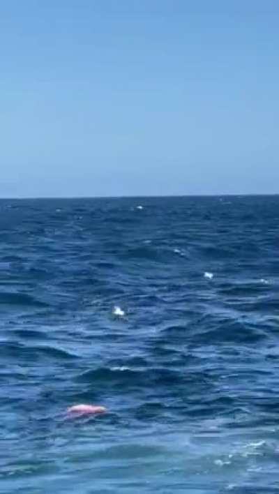 Shark attack in Sidney 2 (nsfw)