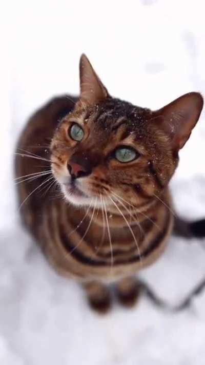 Kitty&rsquo;s first snowfall