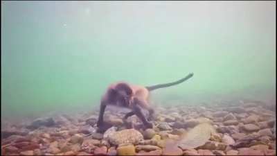 Monke submarinos